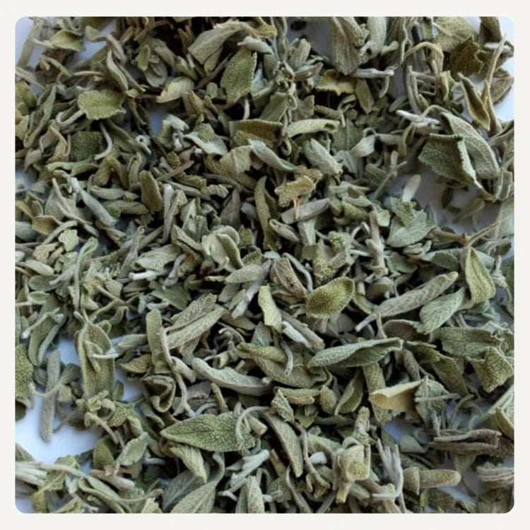 Salvia