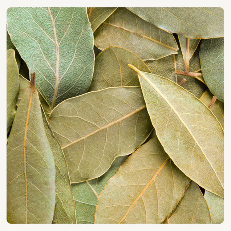 Laurel