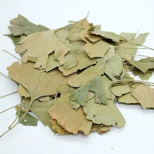 Ginkgo Biloba Hojas