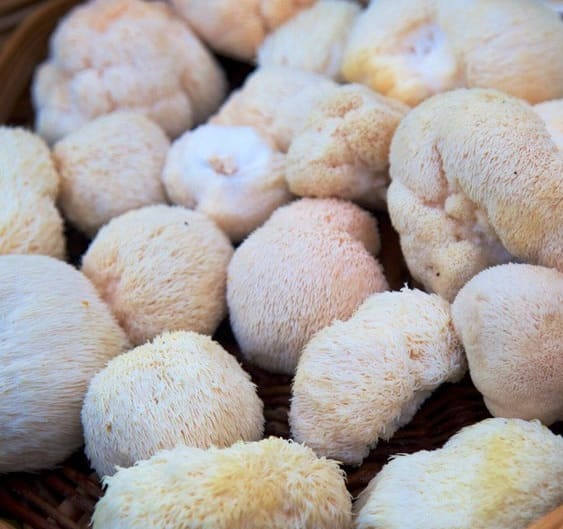 Melena-de-Leon (1) Melena de León - Hongo Natural - Hongo Entero - Hongo Comestible